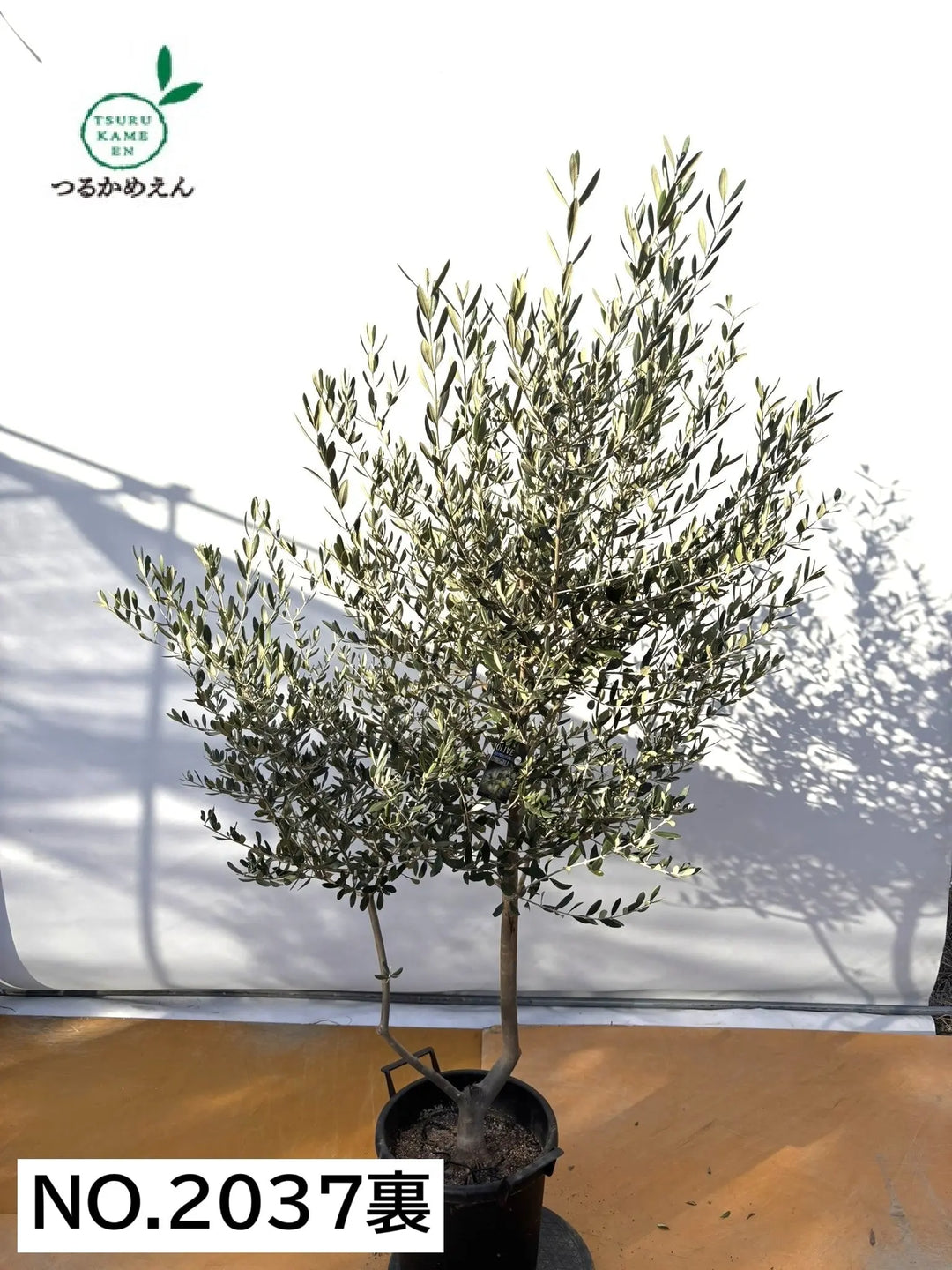 オリーブの木　コレッジョラ　約200cm　NO.2037　大型　現品掲載 NEWコレッジョラ（オリーブの木）｜XLサイズ｜NO.2037｜約200cm｜寒冷