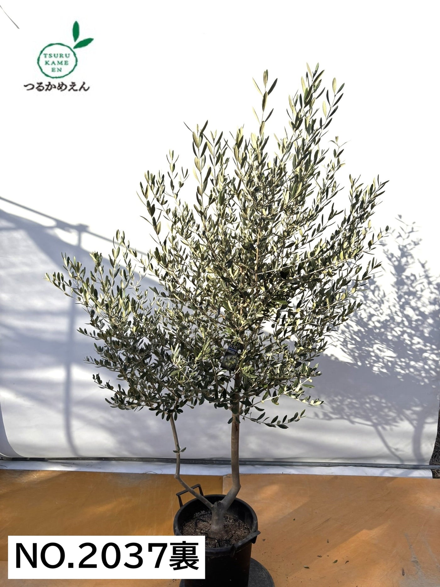 NEWコレッジョラ（オリーブの木）｜XLサイズ｜NO.2037｜約200cm｜寒冷地OK・開帳型・大型商品