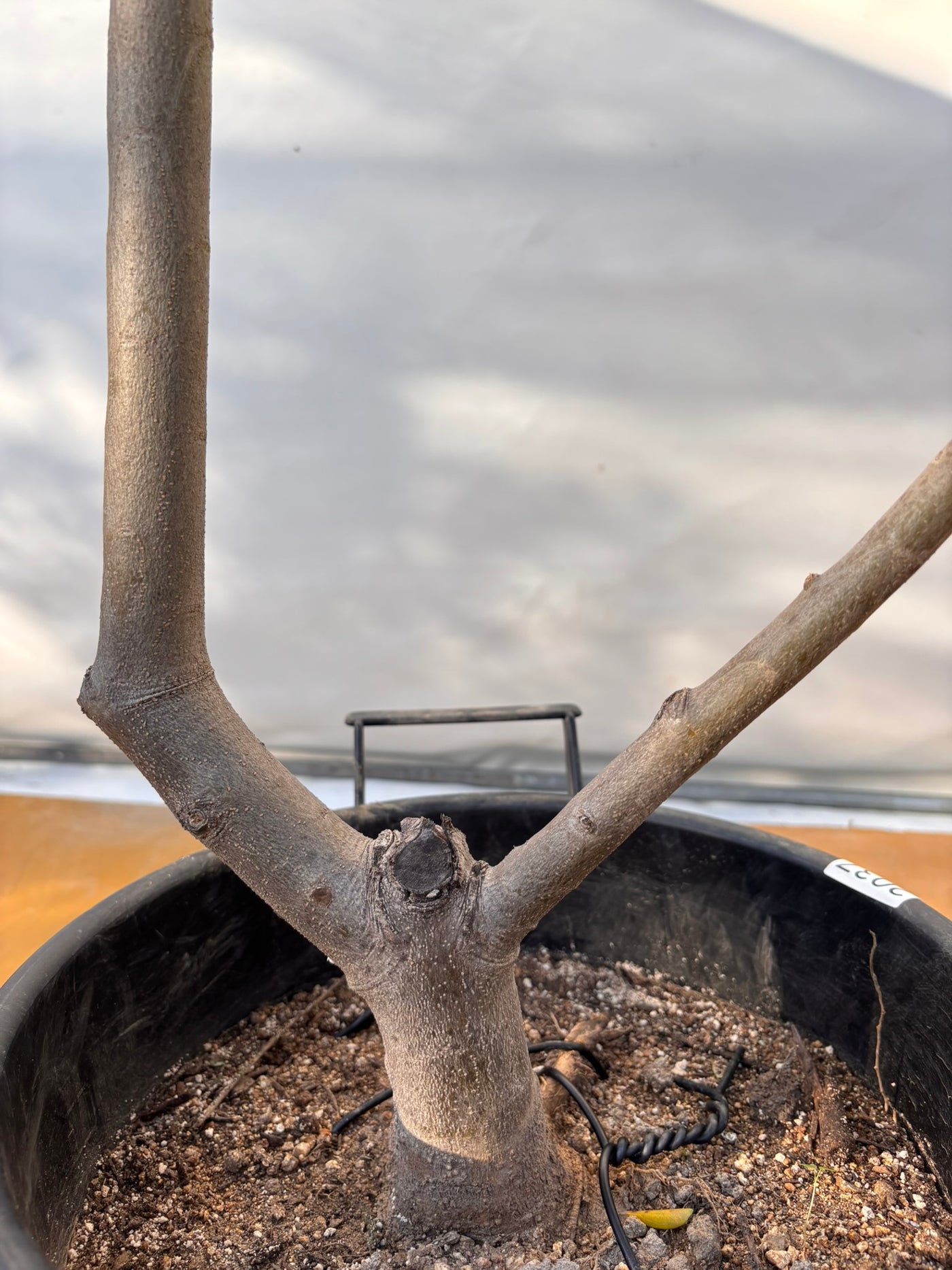 NEWコレッジョラ（オリーブの木）｜XLサイズ｜NO.2037｜約200cm｜寒冷地OK・開帳型・大型商品