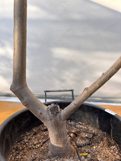 NEWコレッジョラ（オリーブの木）｜XLサイズ｜NO.2037｜約200cm｜寒冷地OK・開帳型・大型商品