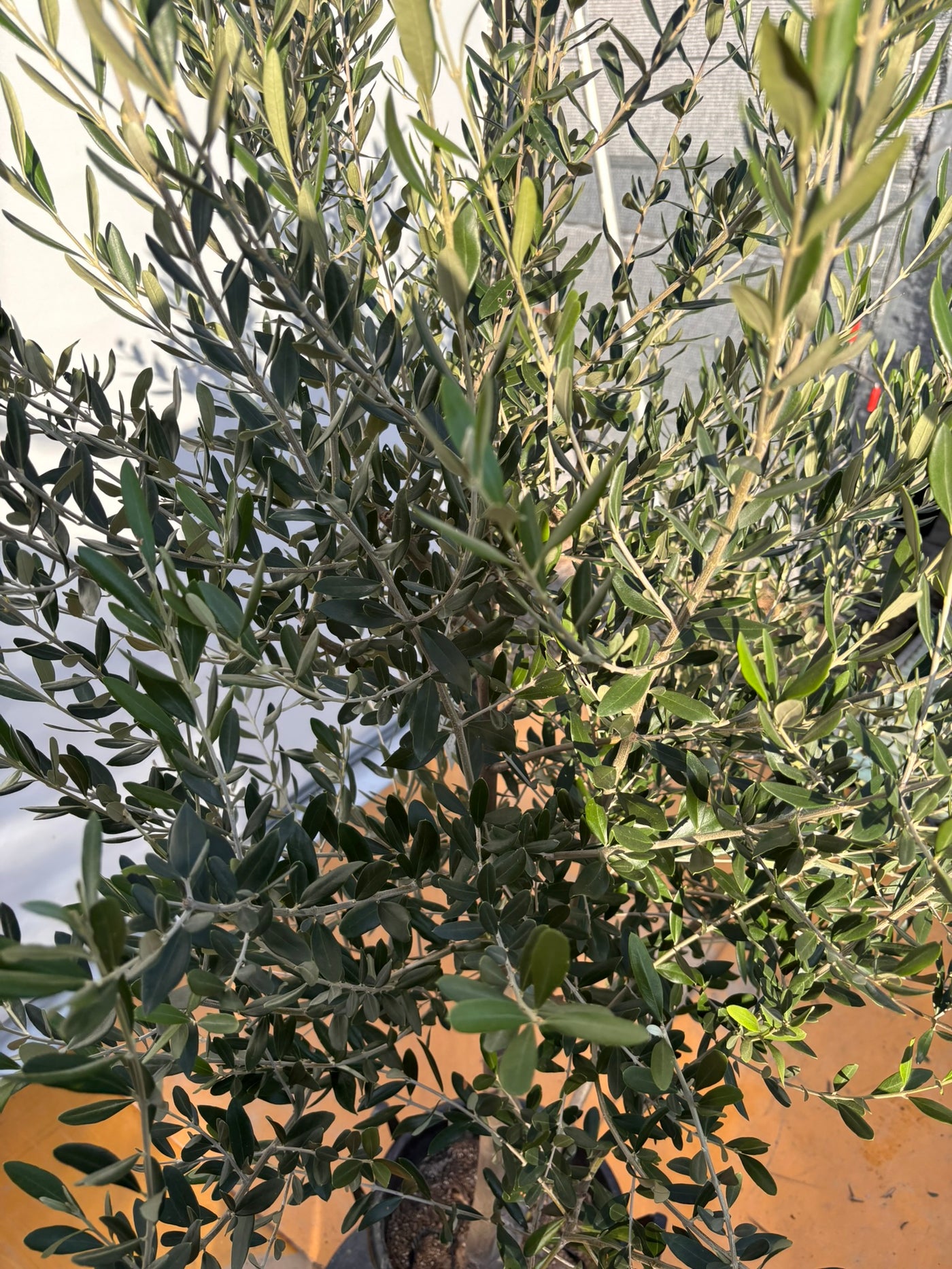 NEWコレッジョラ（オリーブの木）｜XLサイズ｜NO.2037｜約200cm｜寒冷地OK・開帳型・大型商品