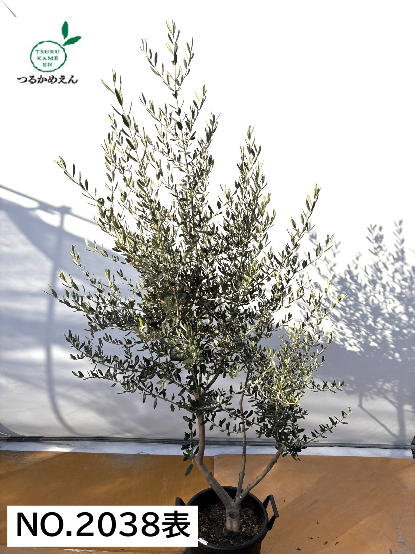 NEWコレッジョラ（オリーブの木）｜XLサイズ｜NO.2038｜約200cm｜寒冷地OK・開帳型・大型商品