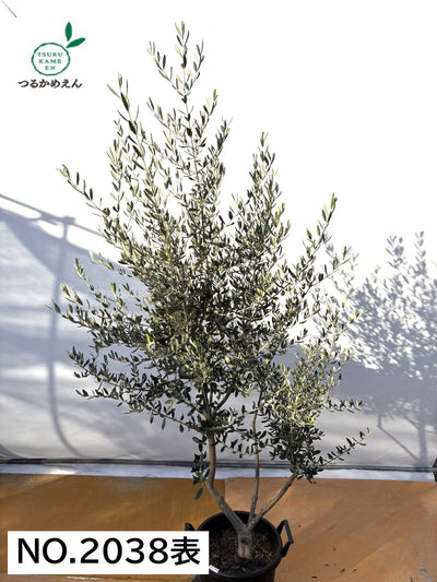 NEWコレッジョラ（オリーブの木）｜XLサイズ｜NO.2038｜約200cm｜寒冷地OK・開帳型・大型商品