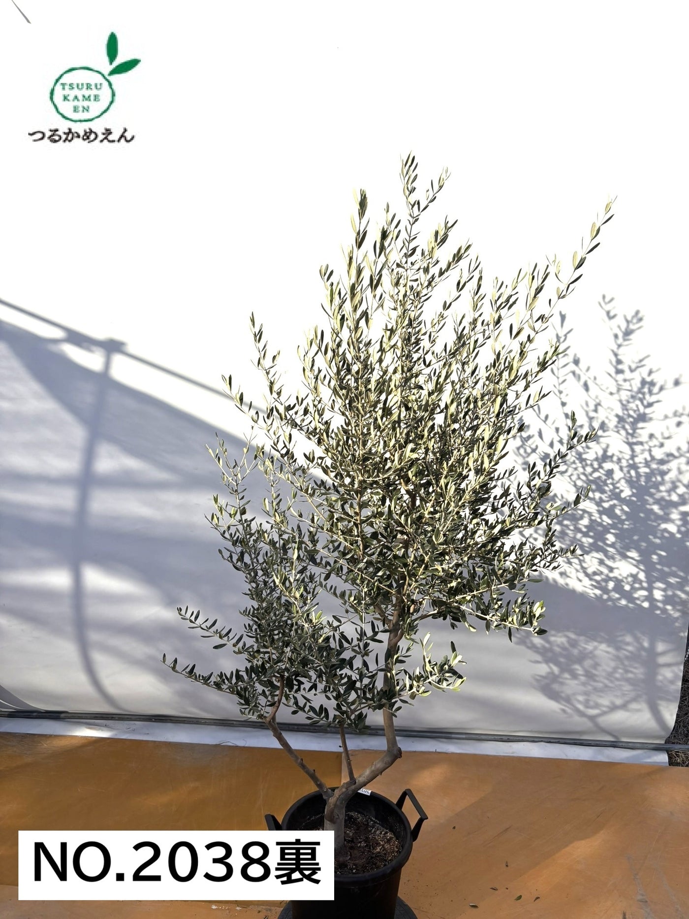 NEWコレッジョラ（オリーブの木）｜XLサイズ｜NO.2038｜約200cm｜寒冷地OK・開帳型・大型商品