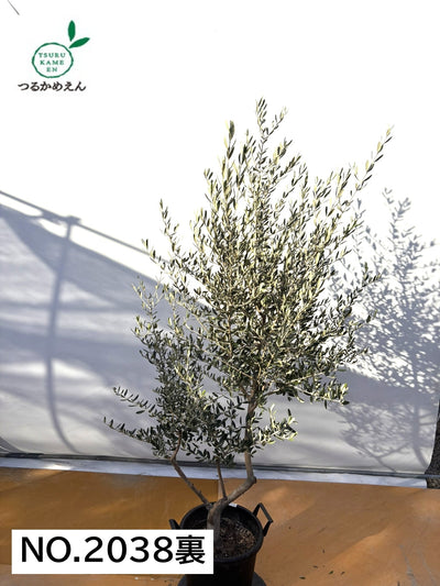 NEWコレッジョラ（オリーブの木）｜XLサイズ｜NO.2038｜約200cm｜寒冷地OK・開帳型・大型商品