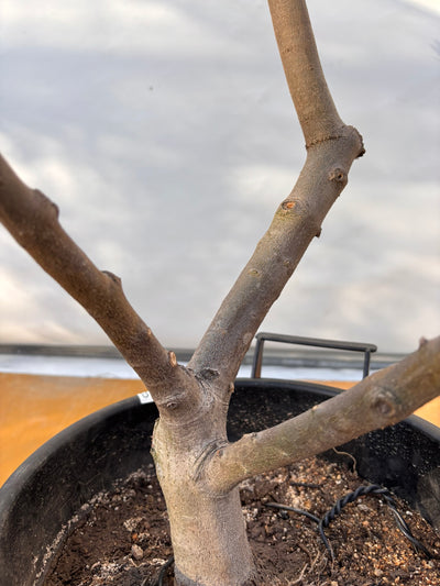 NEWコレッジョラ（オリーブの木）｜XLサイズ｜NO.2038｜約200cm｜寒冷地OK・開帳型・大型商品