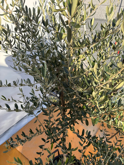 NEWコレッジョラ（オリーブの木）｜XLサイズ｜NO.2038｜約200cm｜寒冷地OK・開帳型・大型商品