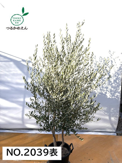 NEWコレッジョラ（オリーブの木）｜XLサイズ｜NO.2039｜約210cm｜寒冷地OK・開帳型・大型商品