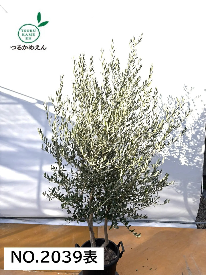 NEWコレッジョラ（オリーブの木）｜XLサイズ｜NO.2039｜約210cm｜寒冷