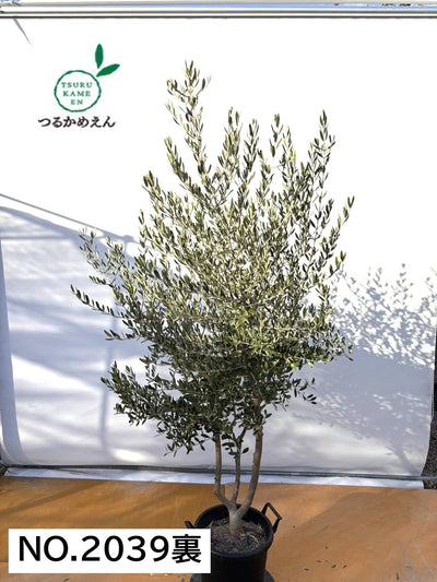 NEWコレッジョラ（オリーブの木）｜XLサイズ｜NO.2039｜約210cm｜寒冷地OK・開帳型・大型商品