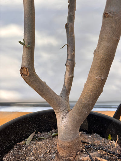 NEWコレッジョラ（オリーブの木）｜XLサイズ｜NO.2039｜約210cm｜寒冷地OK・開帳型・大型商品