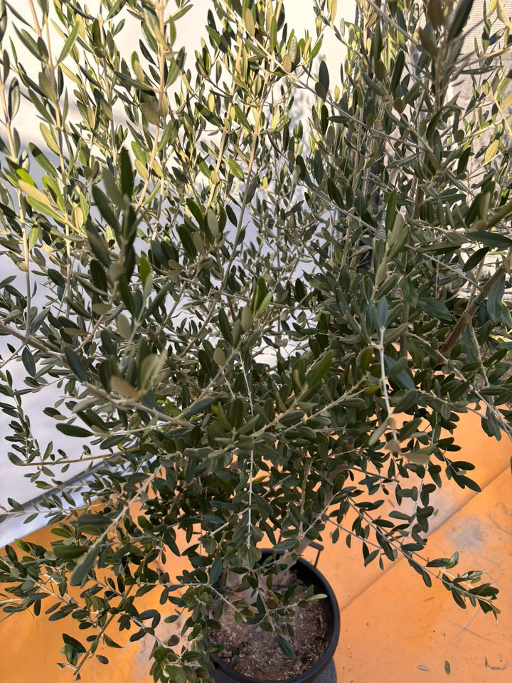 NEWコレッジョラ（オリーブの木）｜XLサイズ｜NO.2039｜約210cm｜寒冷