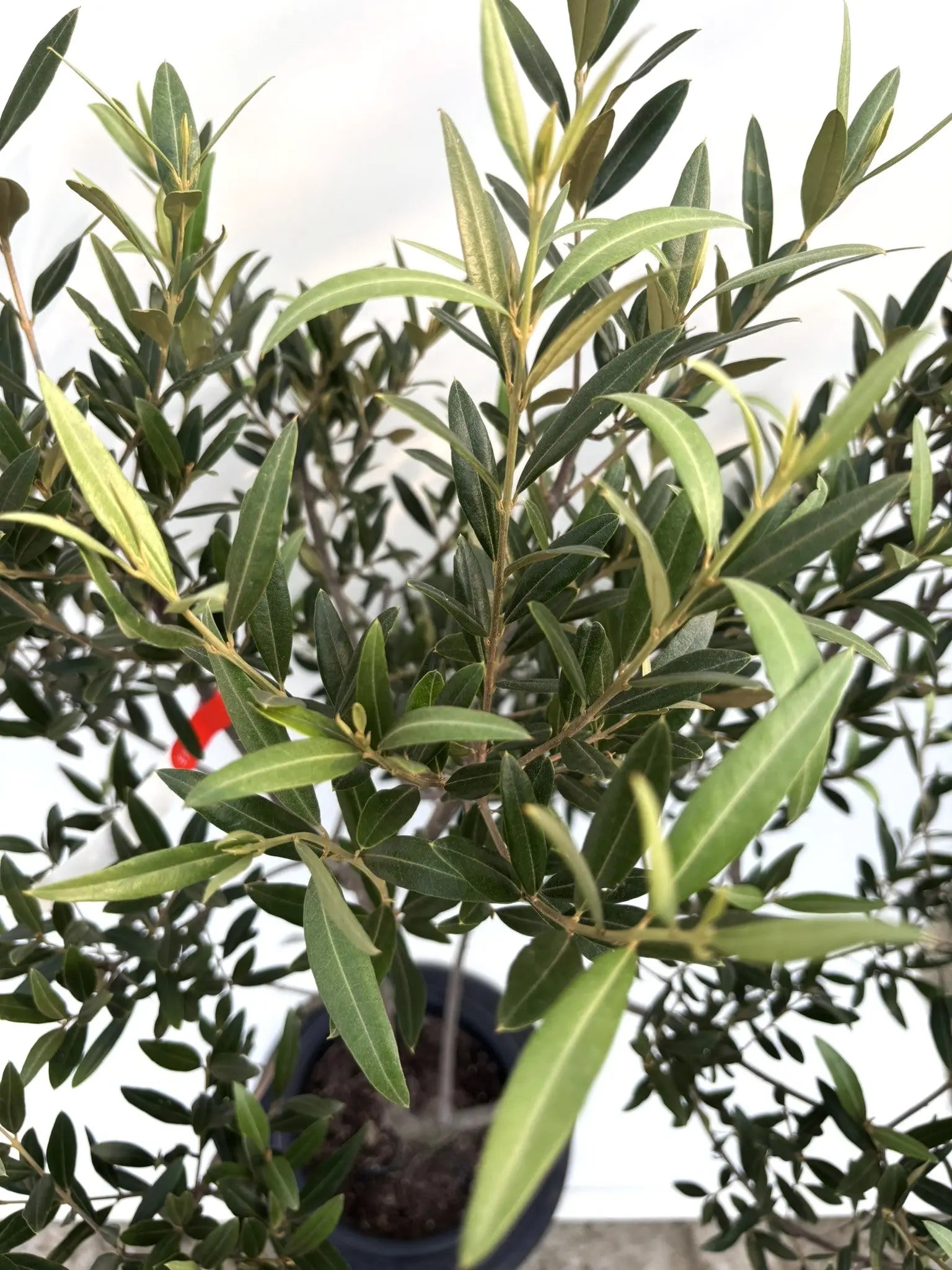 ひなかぜ（オリーブの木）｜Mサイズ｜K-206｜約130cm｜初心者向き