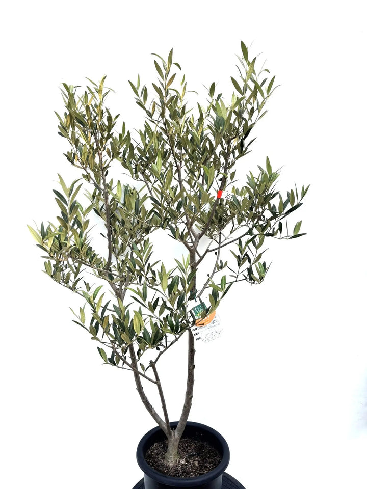 ひなかぜ（オリーブの木）｜Mサイズ｜K-206｜約130cm｜初心者向き