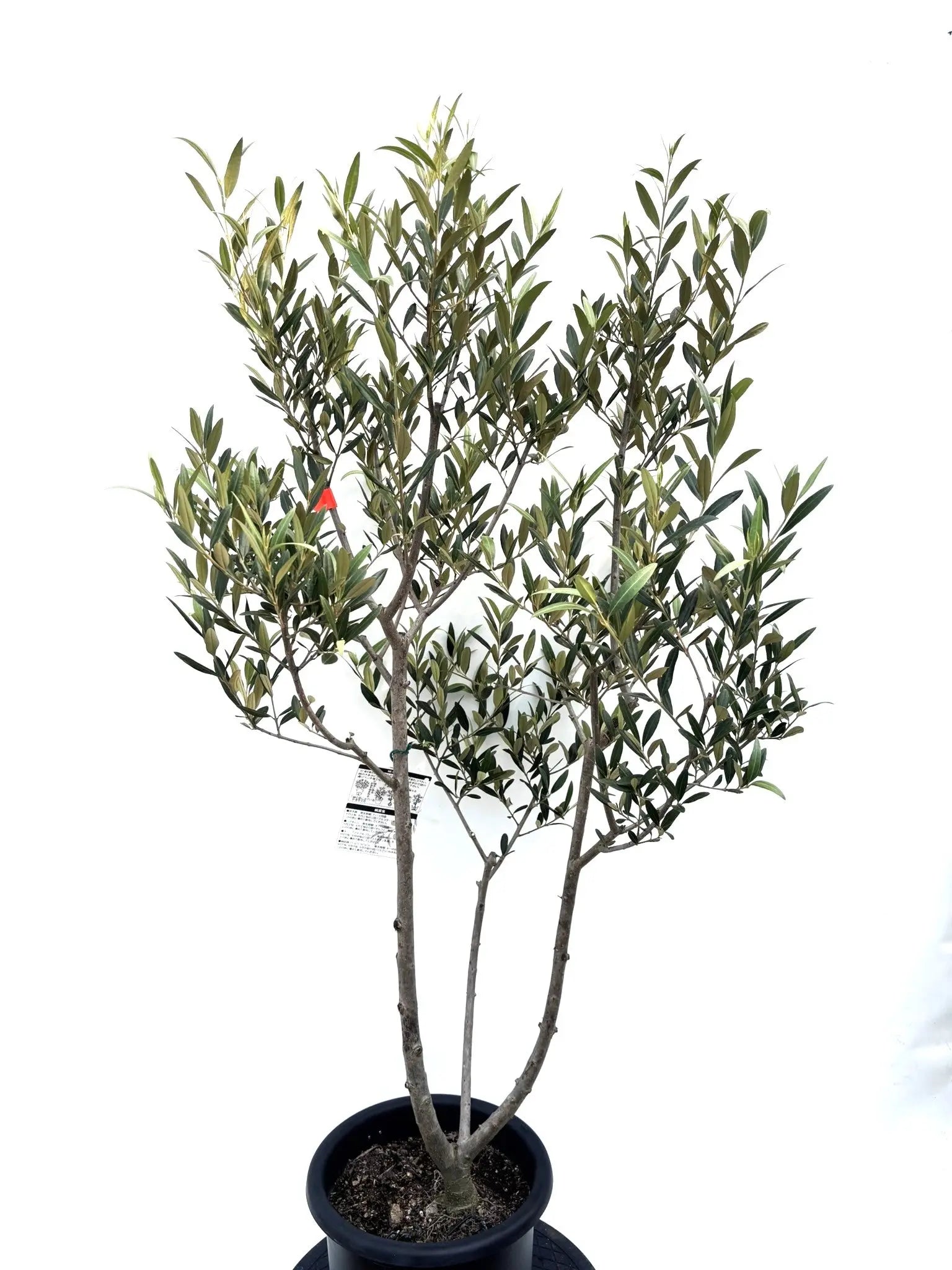 ひなかぜ（オリーブの木）｜Mサイズ｜K-206｜約130cm｜初心者向き
