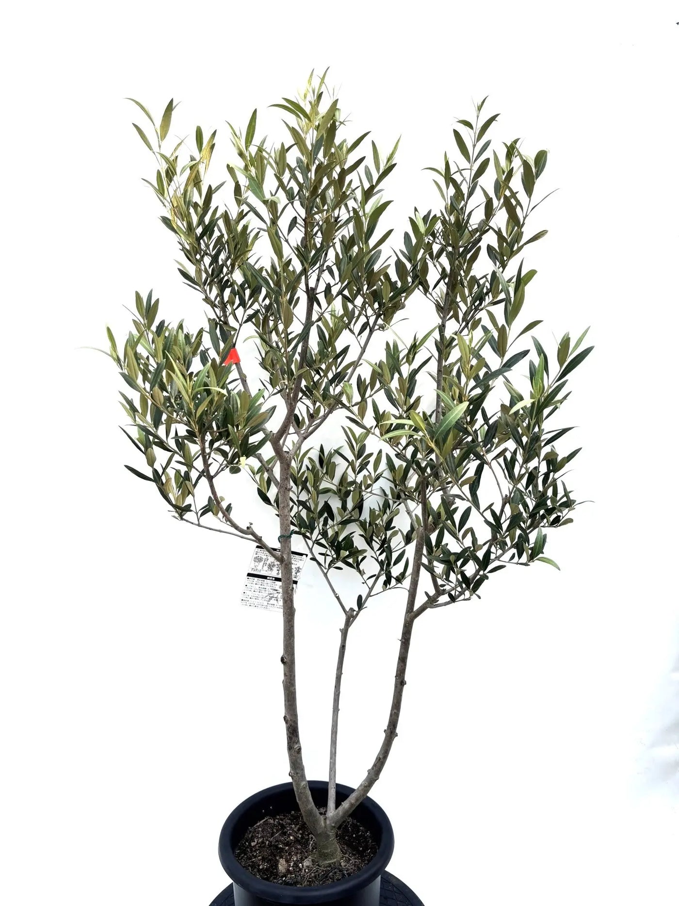NEWひなかぜ（オリーブの木）｜Mサイズ｜K-206｜約130cm｜初心者向き・目隠し・直立型｜ 株式会社鶴亀園