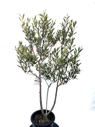 NEWひなかぜ（オリーブの木）｜Mサイズ｜K-206｜約130cm｜初心者向き・目隠し・直立型｜ 株式会社鶴亀園