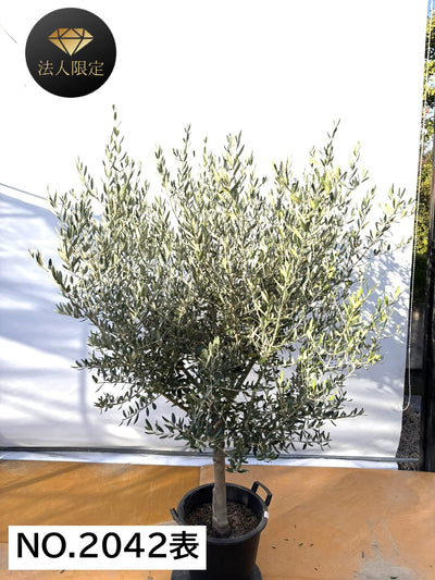 NEW【法人限定】コレッジョラ（オリーブの木）｜XLサイズ｜NO.2042｜約200cm｜寒冷地OK・開帳型・大型商品