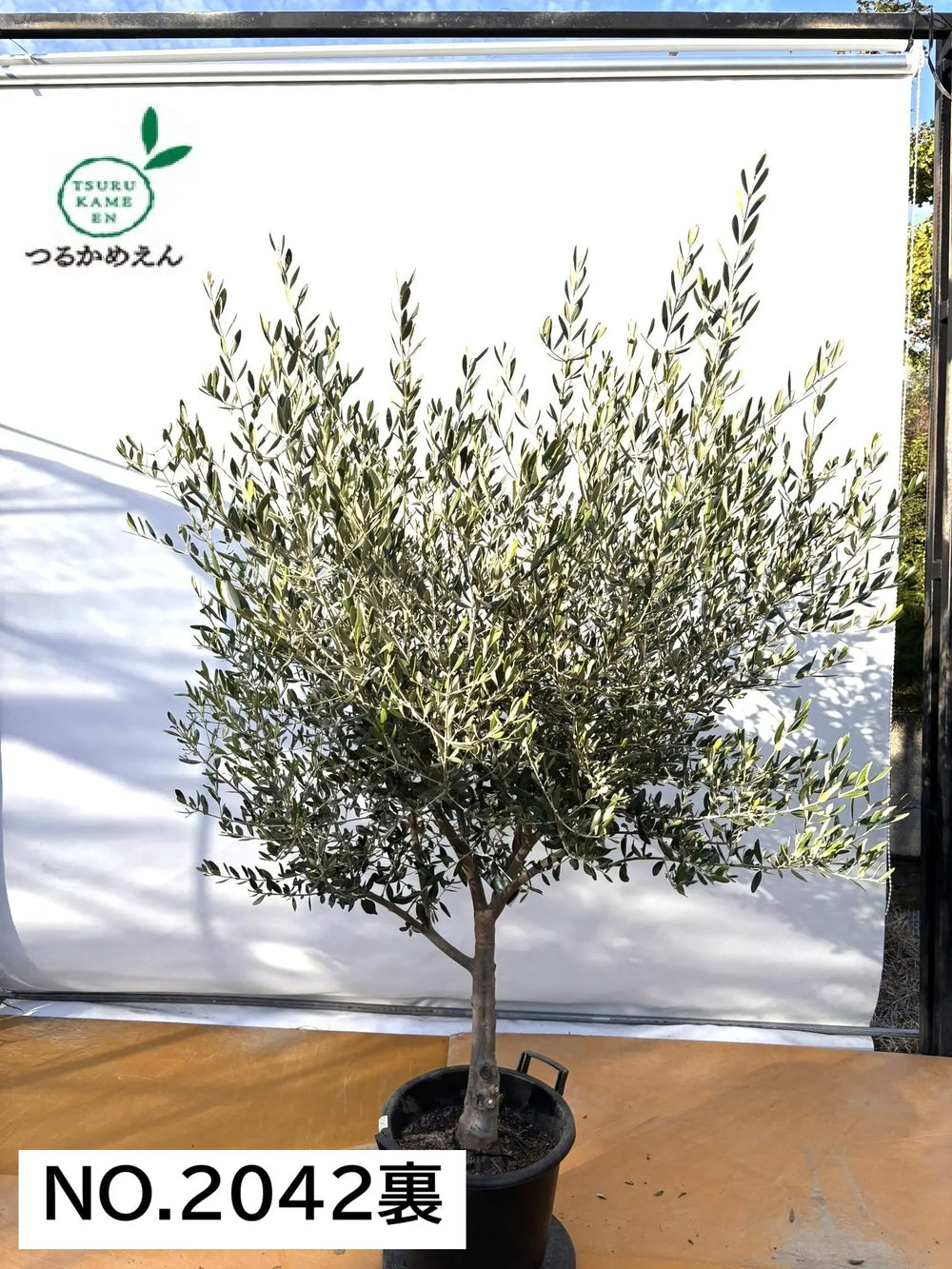 オリーブの木（全商品）｜写真の木をそのままお届け［現品販売］｜鶴亀