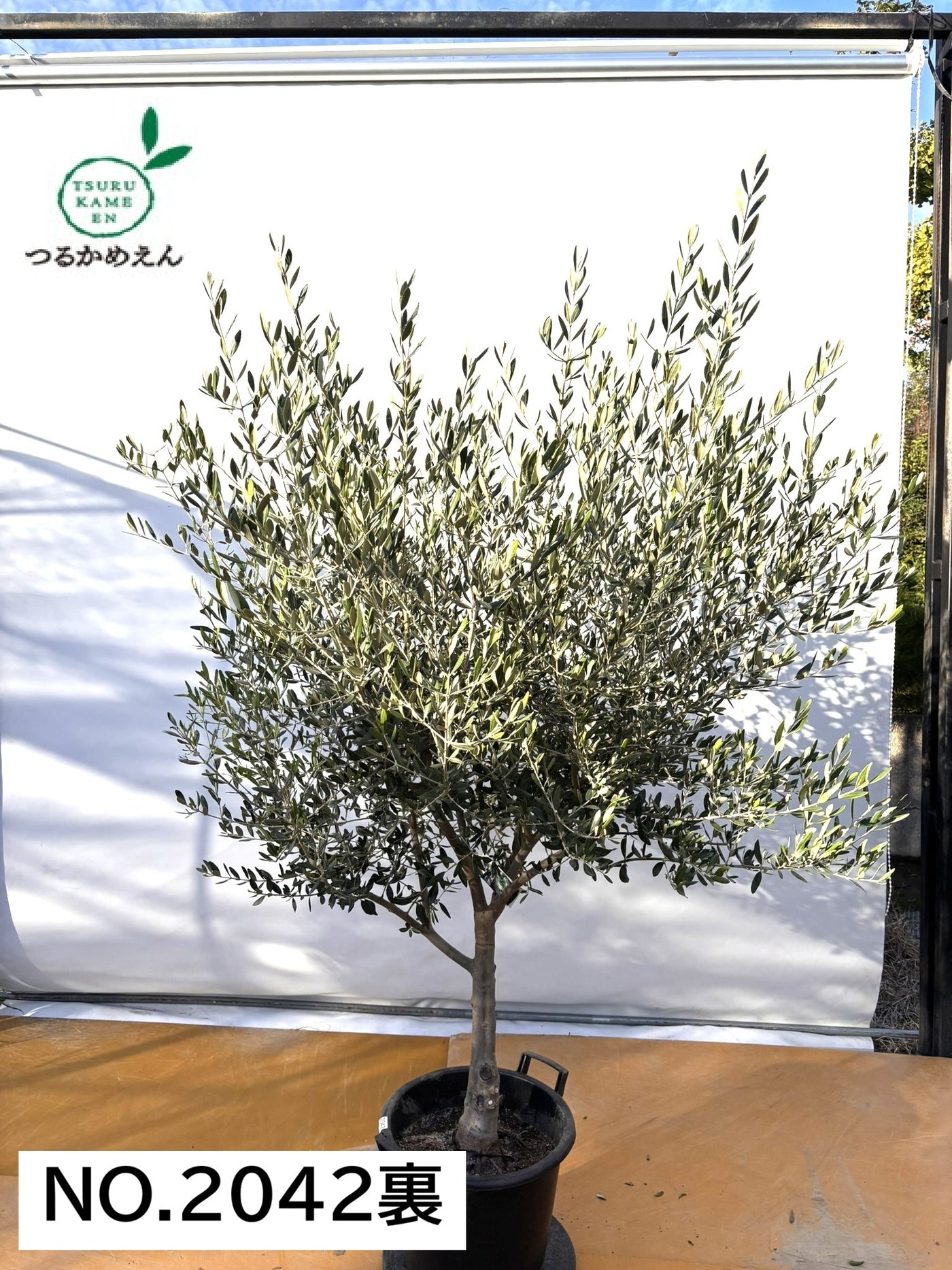 NEW【法人限定】コレッジョラ（オリーブの木）｜XLサイズ｜NO.2042｜約200cm｜寒冷地OK・開帳型・大型商品