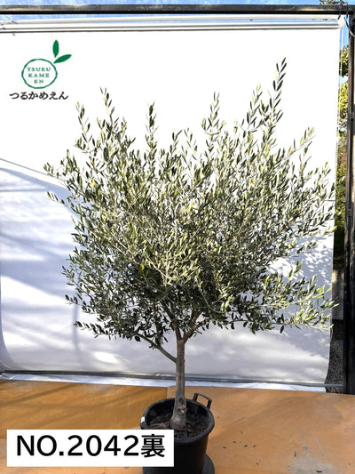 NEW【法人限定】コレッジョラ（オリーブの木）｜XLサイズ｜NO.2042｜約200cm｜寒冷地OK・開帳型・大型商品