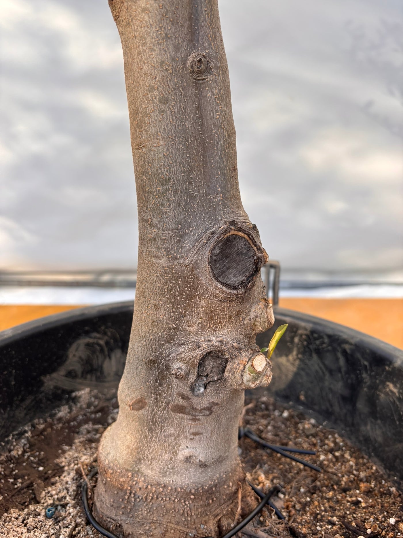 NEW【法人限定】コレッジョラ（オリーブの木）｜XLサイズ｜NO.2042｜約200cm｜寒冷地OK・開帳型・大型商品