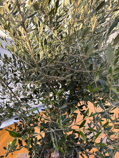 NEW【法人限定】コレッジョラ（オリーブの木）｜XLサイズ｜NO.2042｜約200cm｜寒冷地OK・開帳型・大型商品