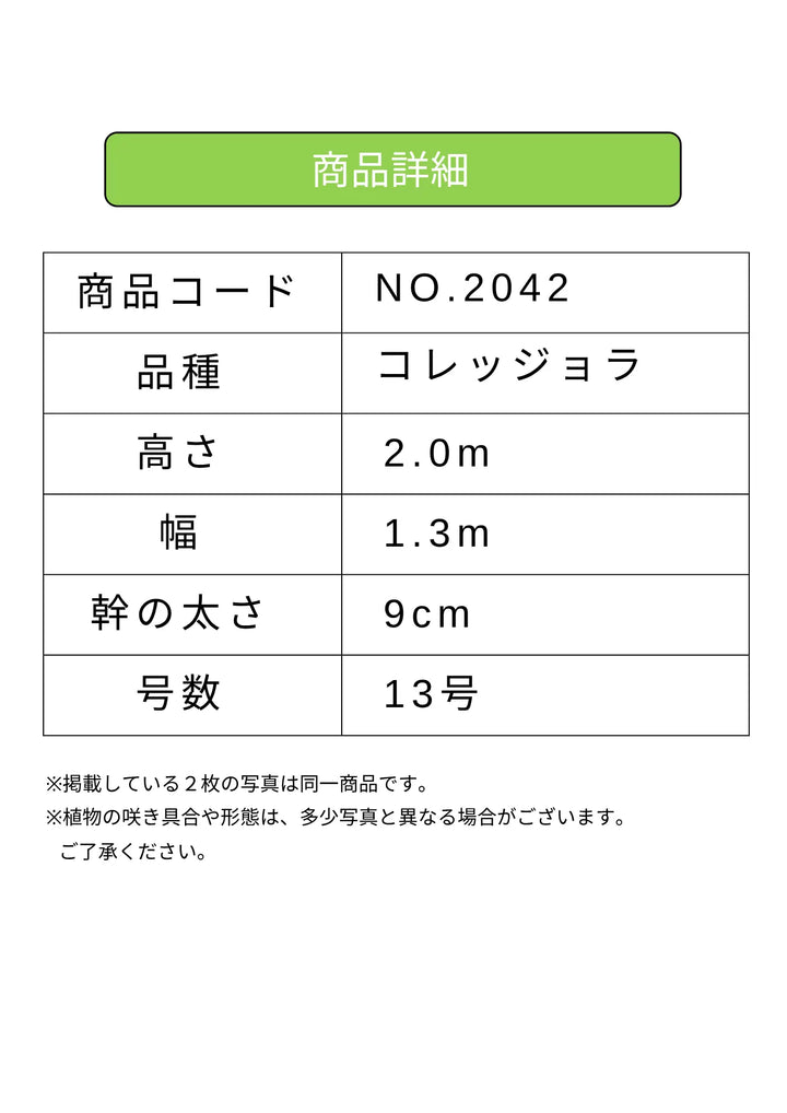 オリーブの木　コレッジョラ　約180cm　NO.2027　大型　現品掲載 寒さに強い・開帳型】コレッジョラ（オリーブの木）〈病害虫に強い