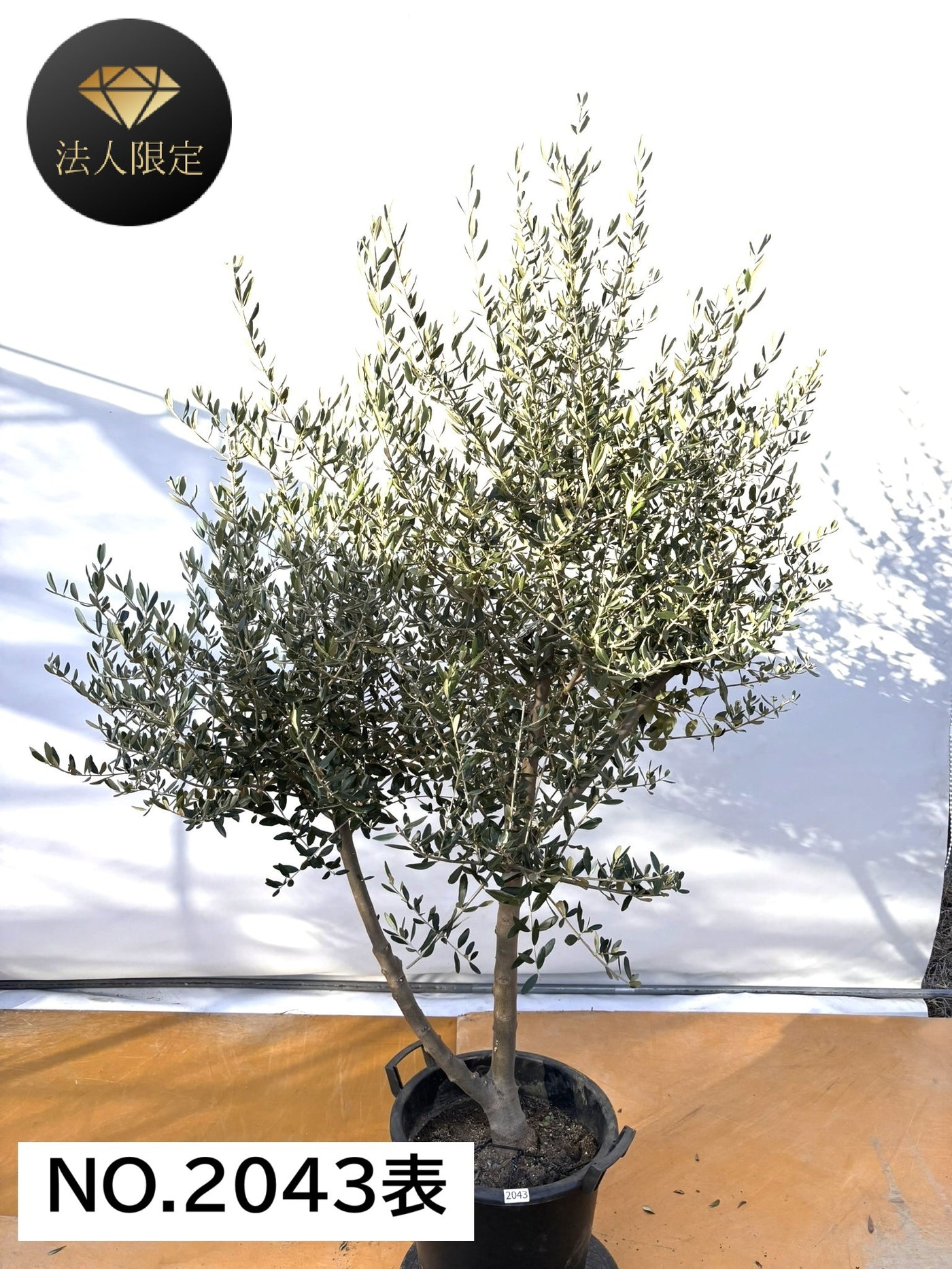 NEW【法人限定】コレッジョラ（オリーブの木）｜XLサイズ｜NO.2043｜約200cm｜寒冷地OK・開帳型・大型商品