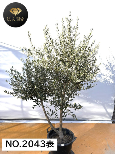 NEW【法人限定】コレッジョラ（オリーブの木）｜XLサイズ｜NO.2043｜約200cm｜寒冷地OK・開帳型・大型商品