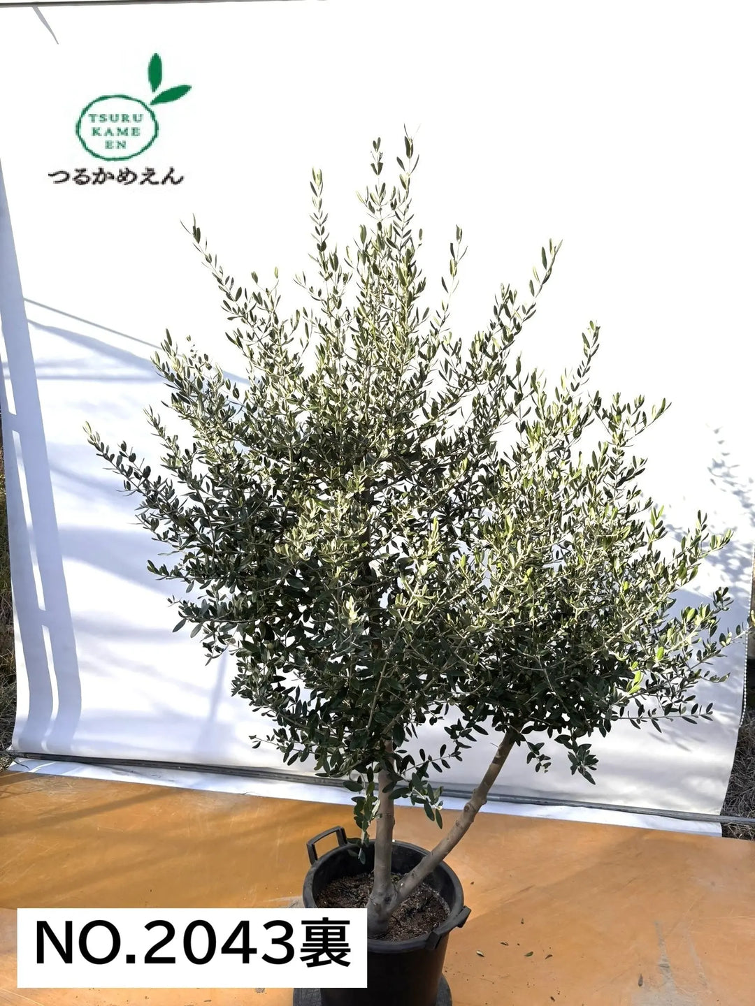 NEW【法人限定】コレッジョラ（オリーブの木）｜XLサイズ｜NO.2043｜約