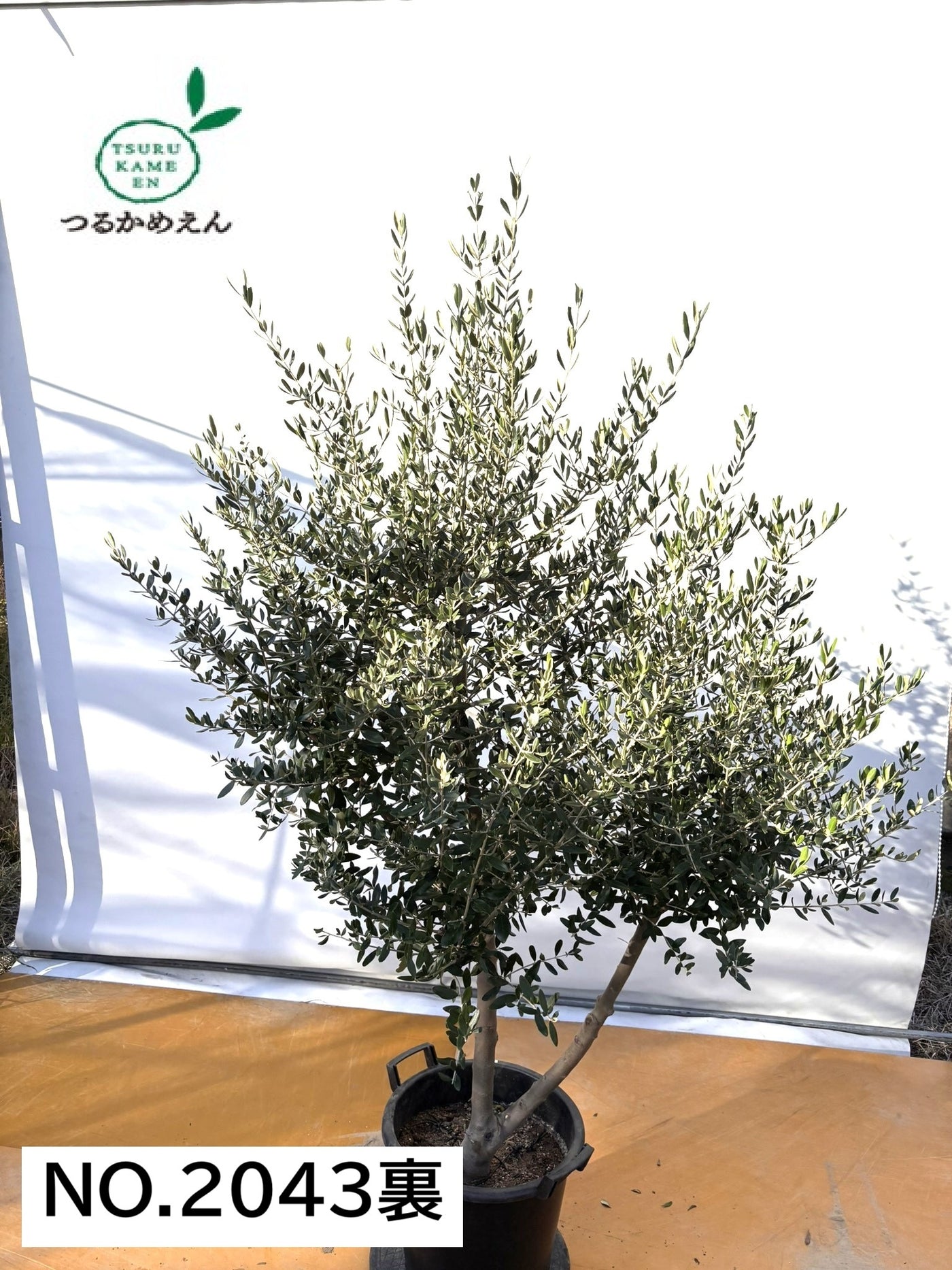 NEW【法人限定】コレッジョラ（オリーブの木）｜XLサイズ｜NO.2043｜約200cm｜寒冷地OK・開帳型・大型商品