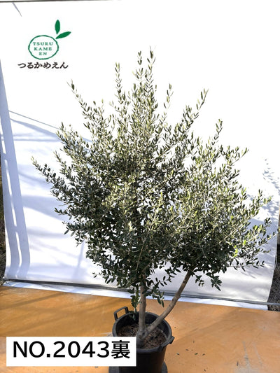 NEW【法人限定】コレッジョラ（オリーブの木）｜XLサイズ｜NO.2043｜約200cm｜寒冷地OK・開帳型・大型商品