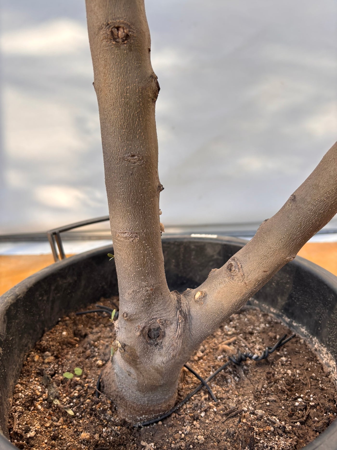 NEW【法人限定】コレッジョラ（オリーブの木）｜XLサイズ｜NO.2043｜約200cm｜寒冷地OK・開帳型・大型商品