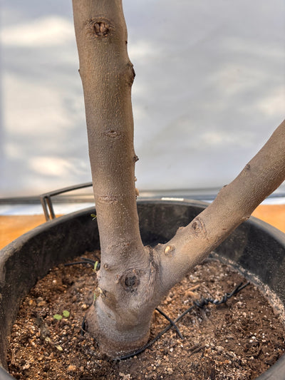 NEW【法人限定】コレッジョラ（オリーブの木）｜XLサイズ｜NO.2043｜約200cm｜寒冷地OK・開帳型・大型商品