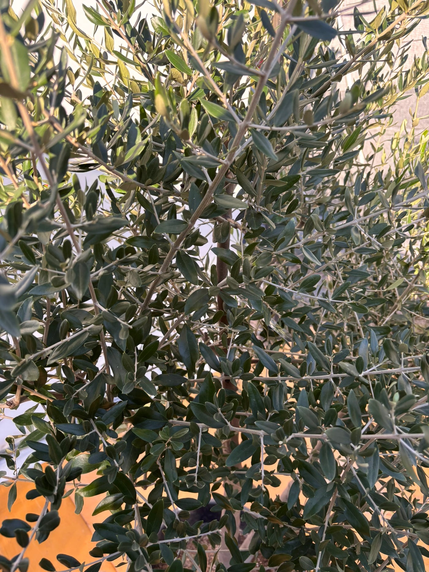 NEW【法人限定】コレッジョラ（オリーブの木）｜XLサイズ｜NO.2043｜約200cm｜寒冷地OK・開帳型・大型商品