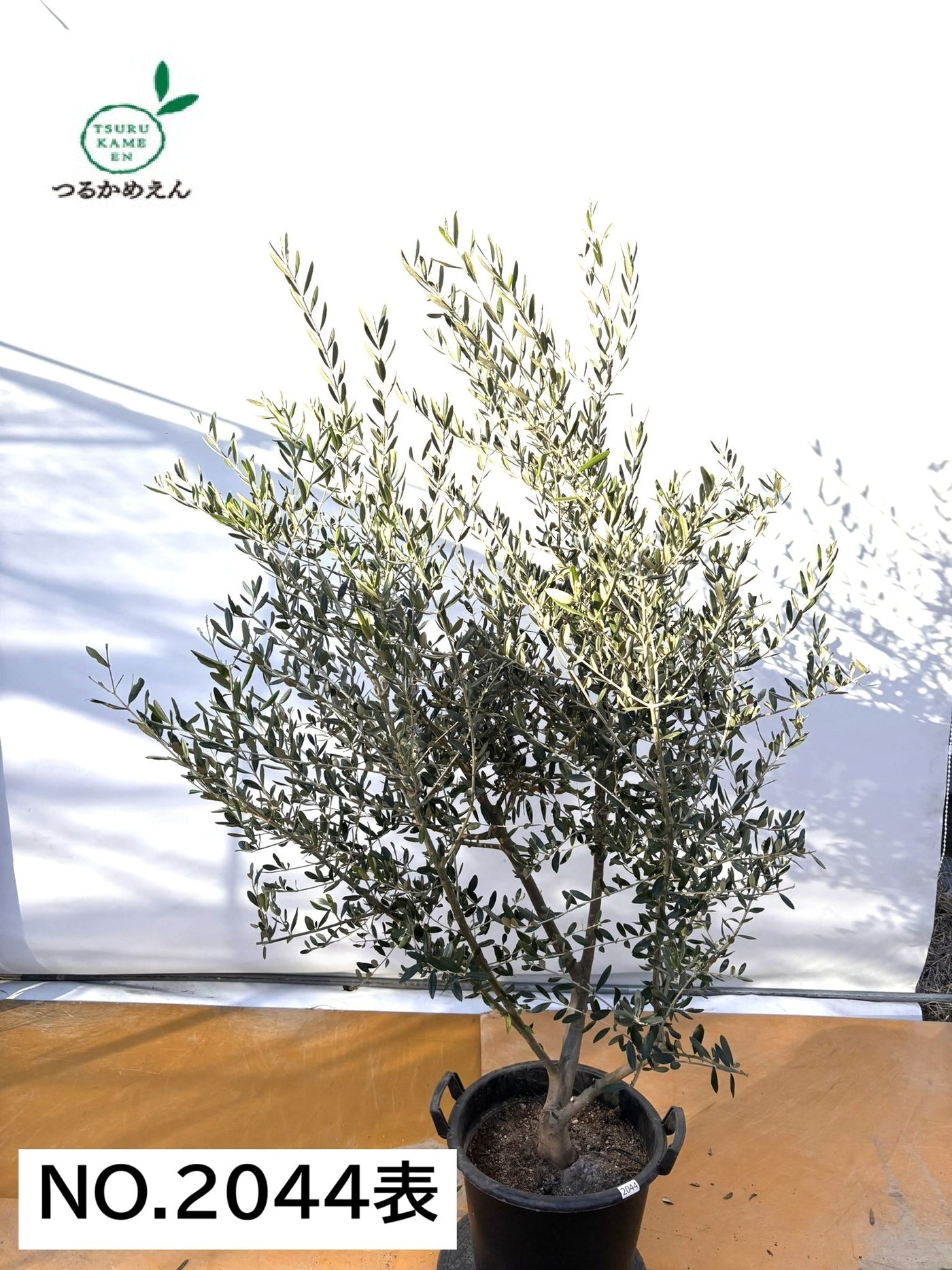 NEWコレッジョラ（オリーブの木）｜XLサイズ｜NO.2044｜約200cm｜寒冷地OK・開帳型・大型商品