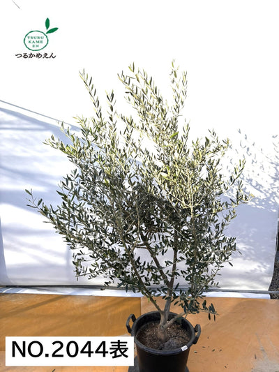 NEWコレッジョラ（オリーブの木）｜XLサイズ｜NO.2044｜約200cm｜寒冷地OK・開帳型・大型商品