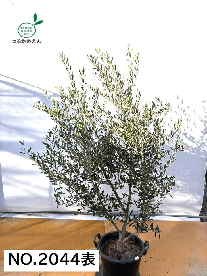オリーブの木　コレッジョラ　約200cm　NO.2044　大型　現品掲載 オリーブの木 コレッジョラ 約200cm NO.2044 大型 現品掲載 NEW