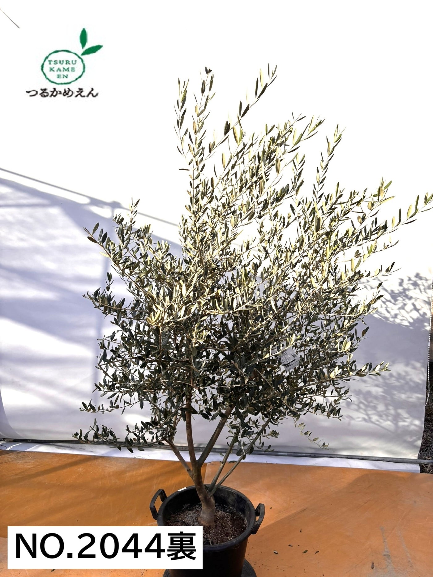 NEWコレッジョラ（オリーブの木）｜XLサイズ｜NO.2044｜約200cm｜寒冷地OK・開帳型・大型商品