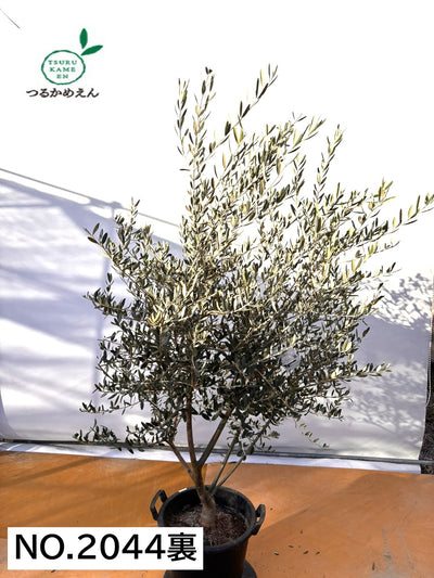 NEWコレッジョラ（オリーブの木）｜XLサイズ｜NO.2044｜約200cm｜寒冷地OK・開帳型・大型商品