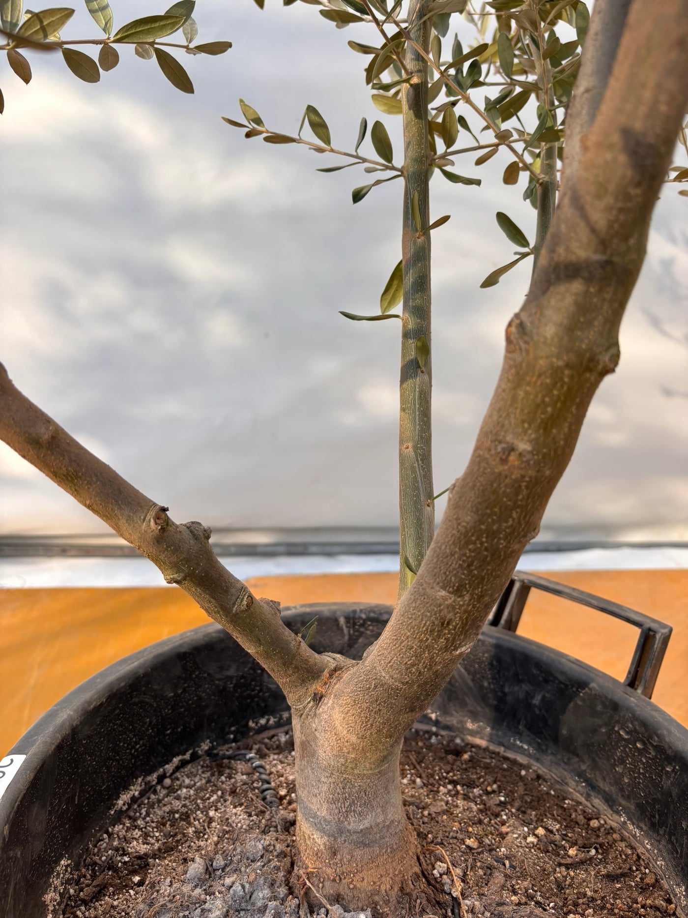 NEWコレッジョラ（オリーブの木）｜XLサイズ｜NO.2044｜約200cm｜寒冷地OK・開帳型・大型商品