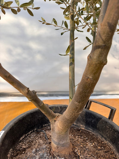 NEWコレッジョラ（オリーブの木）｜XLサイズ｜NO.2044｜約200cm｜寒冷地OK・開帳型・大型商品