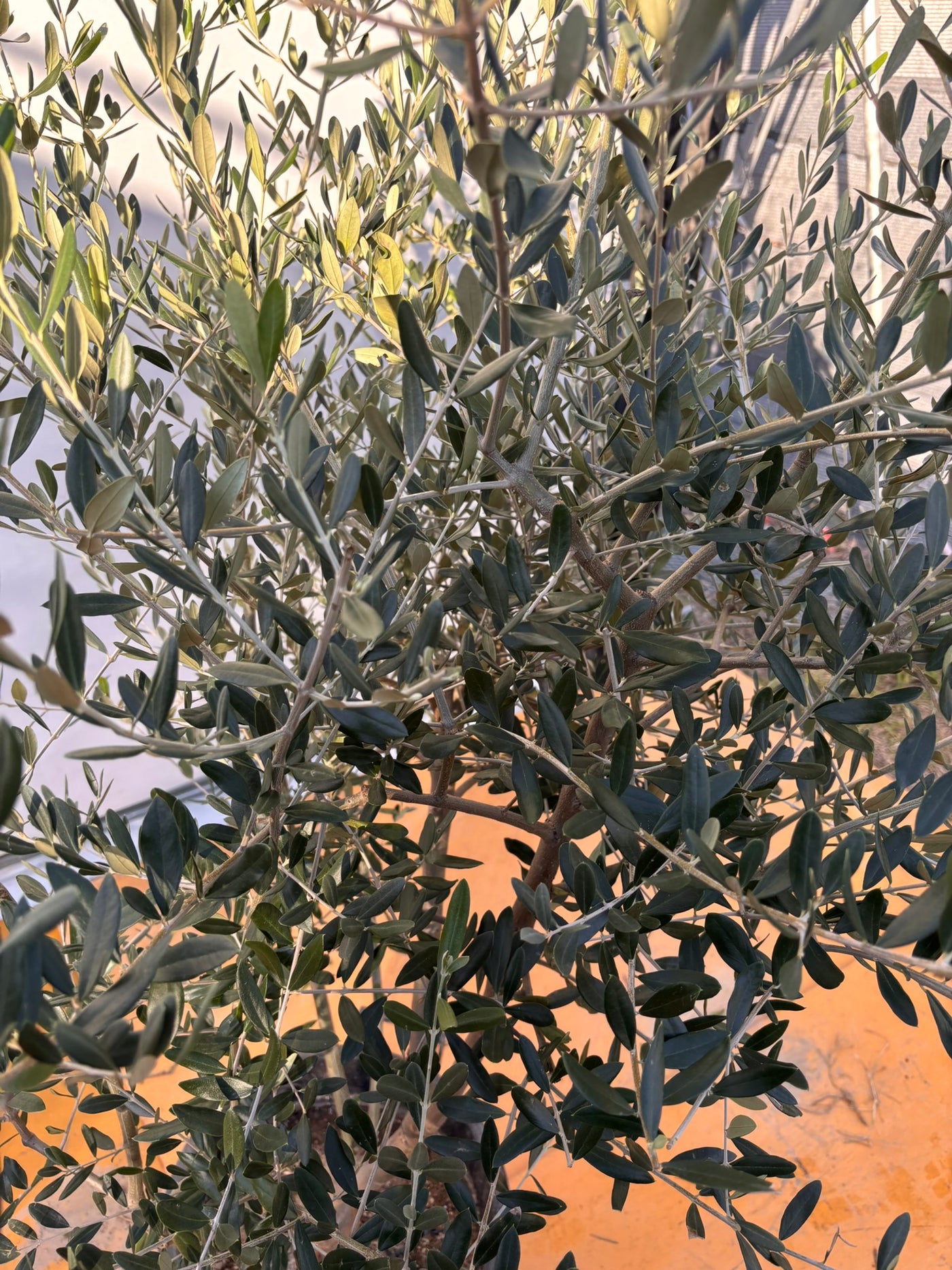 NEWコレッジョラ（オリーブの木）｜XLサイズ｜NO.2044｜約200cm｜寒冷地OK・開帳型・大型商品