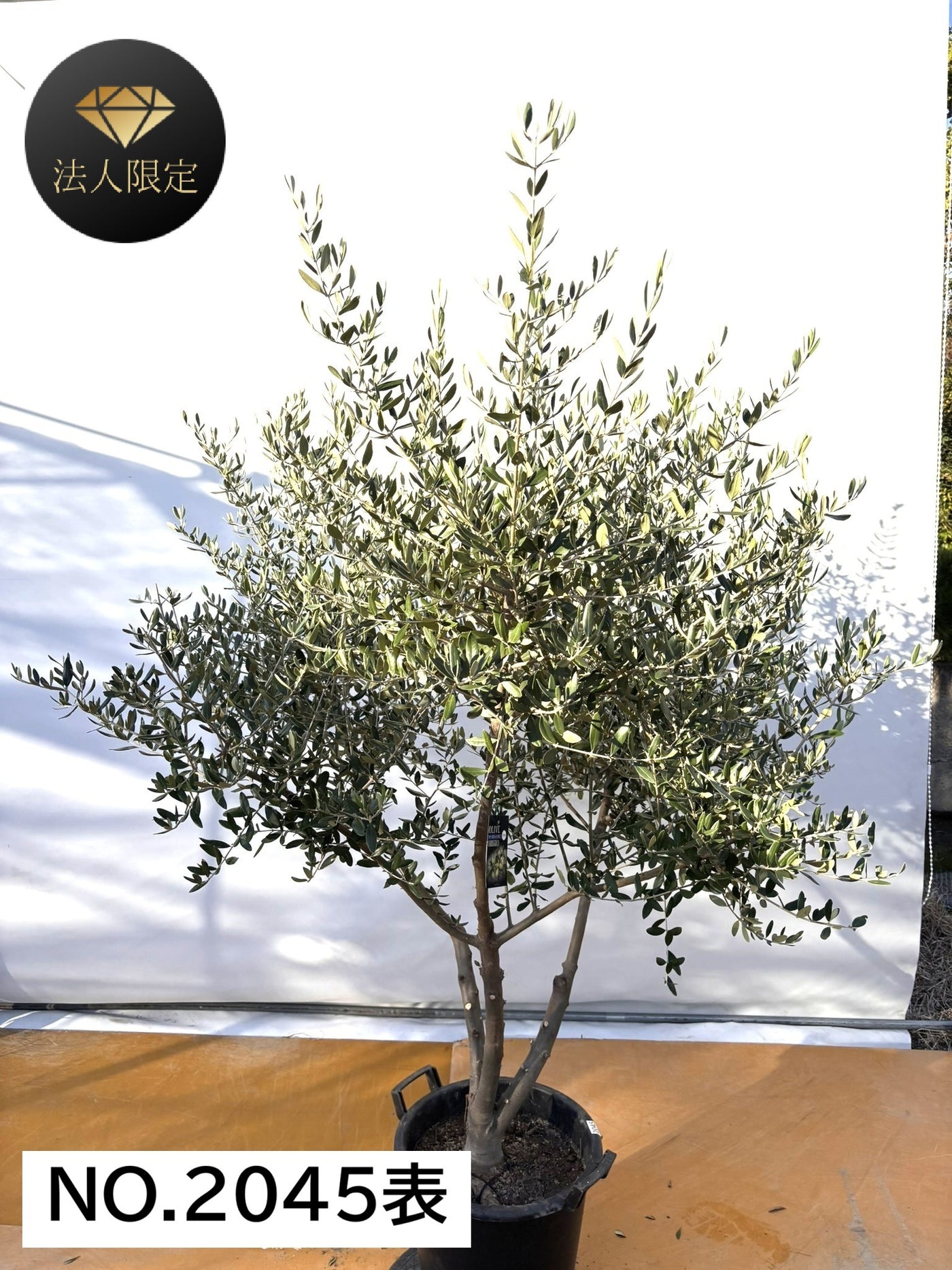 NEW【法人限定】コレッジョラ（オリーブの木）｜XLサイズ｜NO.2045｜約180cm｜寒冷地OK・開帳型・大型商品