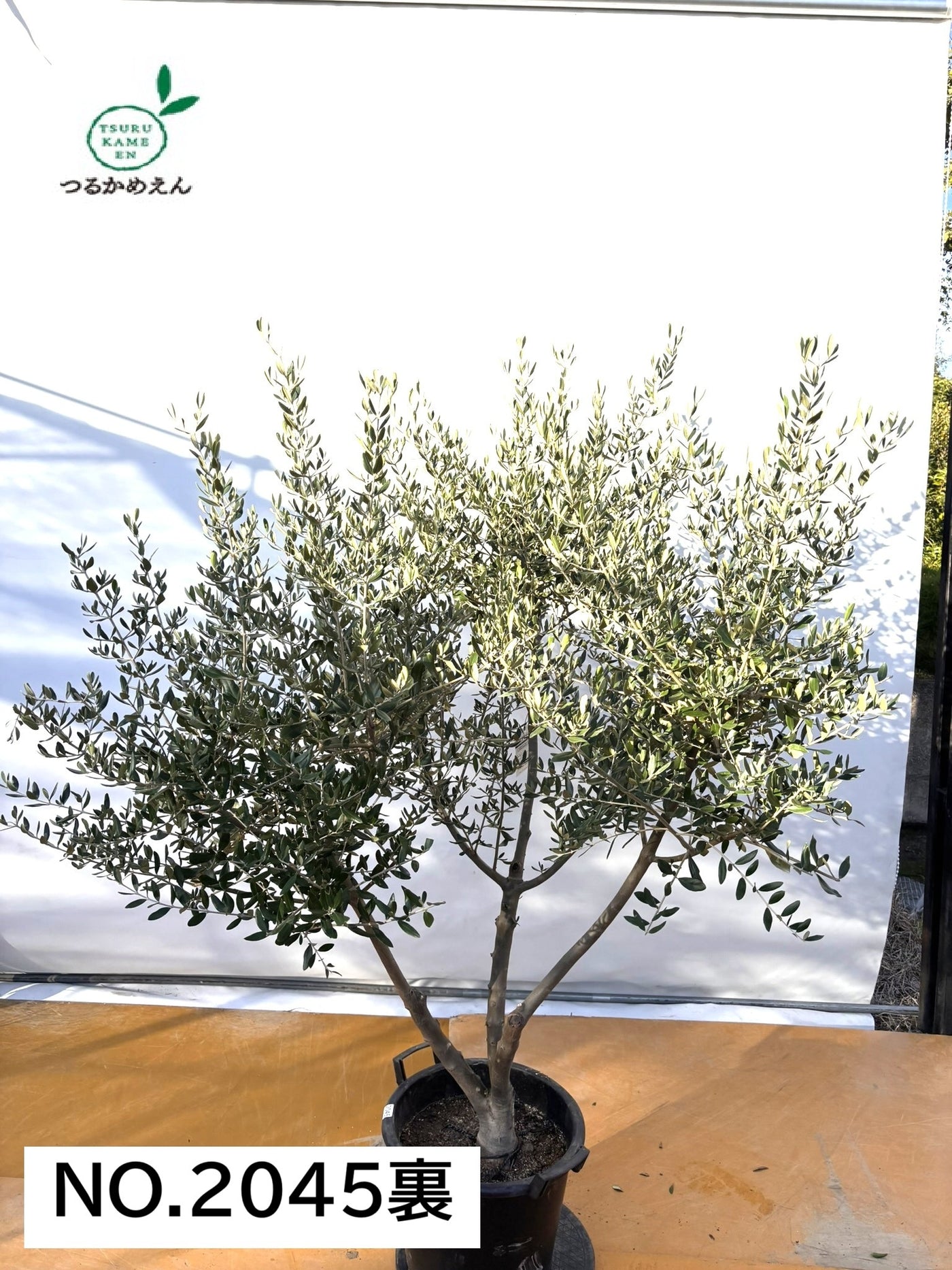 NEW【法人限定】コレッジョラ（オリーブの木）｜XLサイズ｜NO.2045｜約180cm｜寒冷地OK・開帳型・大型商品