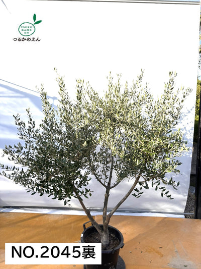 NEW【法人限定】コレッジョラ（オリーブの木）｜XLサイズ｜NO.2045｜約180cm｜寒冷地OK・開帳型・大型商品