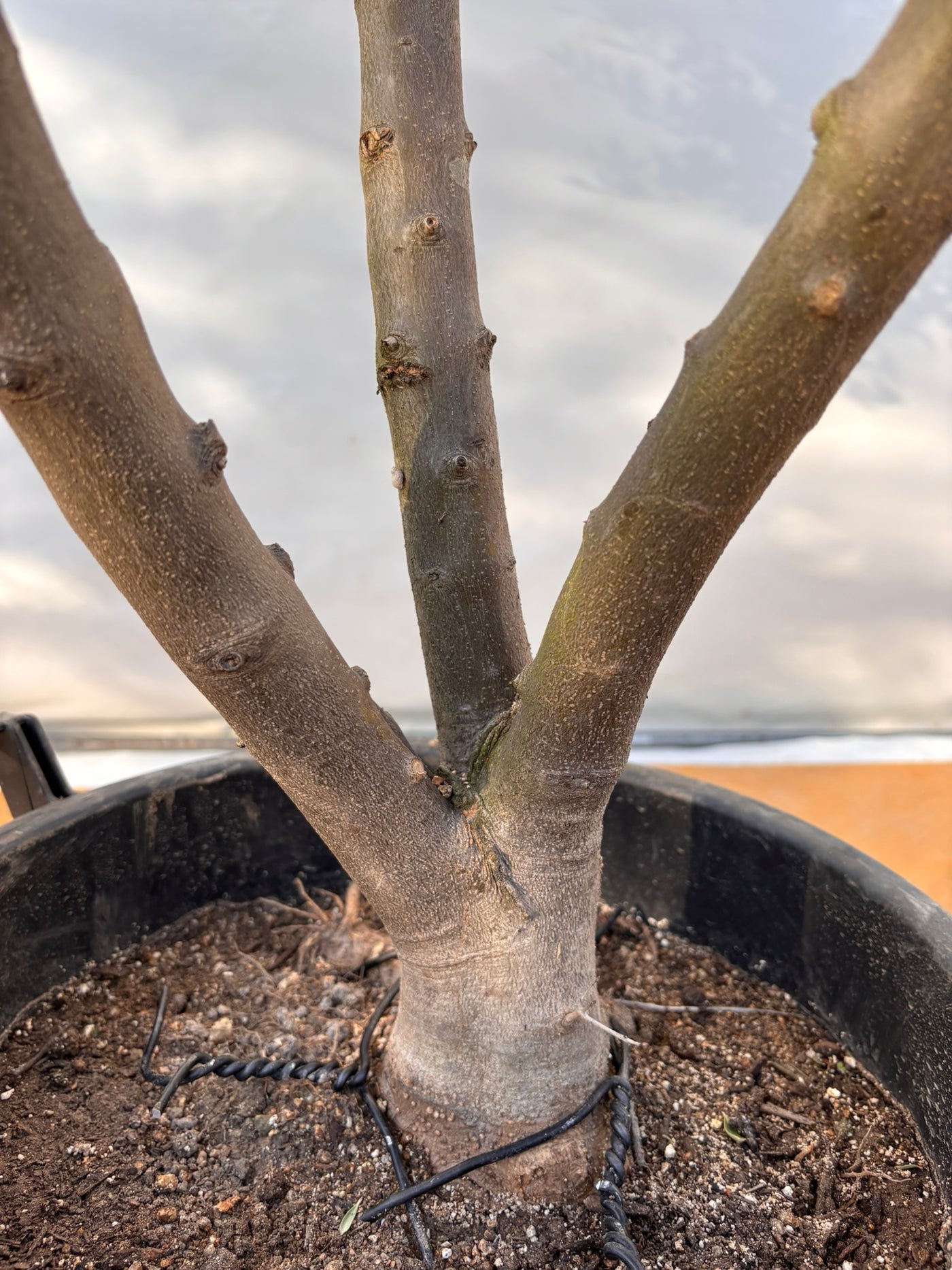 NEW【法人限定】コレッジョラ（オリーブの木）｜XLサイズ｜NO.2045｜約180cm｜寒冷地OK・開帳型・大型商品