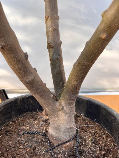 NEW【法人限定】コレッジョラ（オリーブの木）｜XLサイズ｜NO.2045｜約180cm｜寒冷地OK・開帳型・大型商品