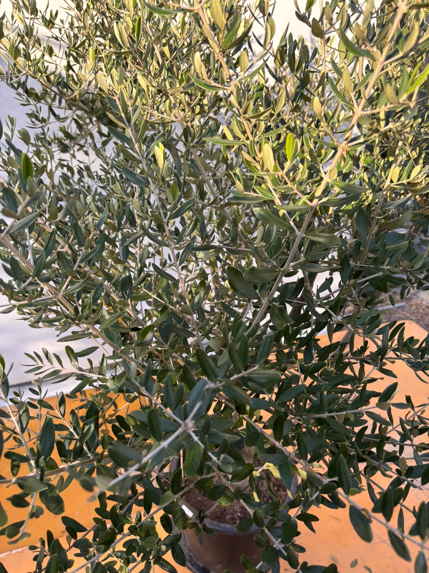 NEW【法人限定】コレッジョラ（オリーブの木）｜XLサイズ｜NO.2045｜約180cm｜寒冷地OK・開帳型・大型商品